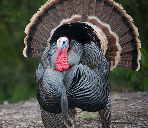 Turkey Meaning .